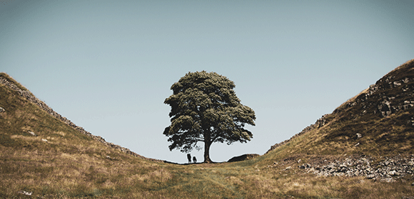 A lone tree stands in Corbridge 